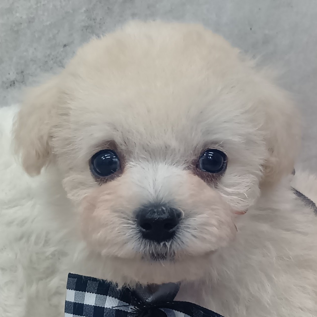 ハーフ犬男の子の写真
