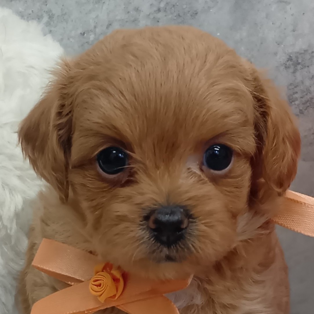ハーフ犬女の子の写真