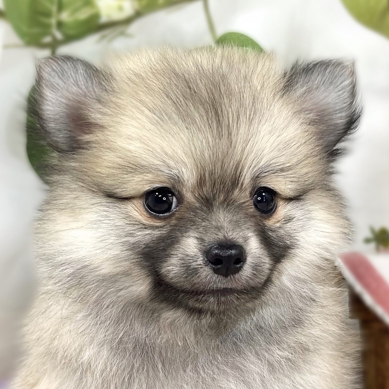 ハーフ犬女の子の写真
