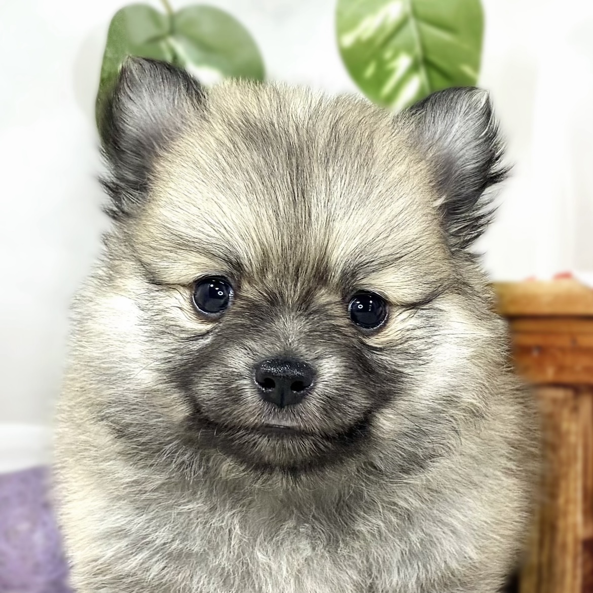 ハーフ犬女の子の写真