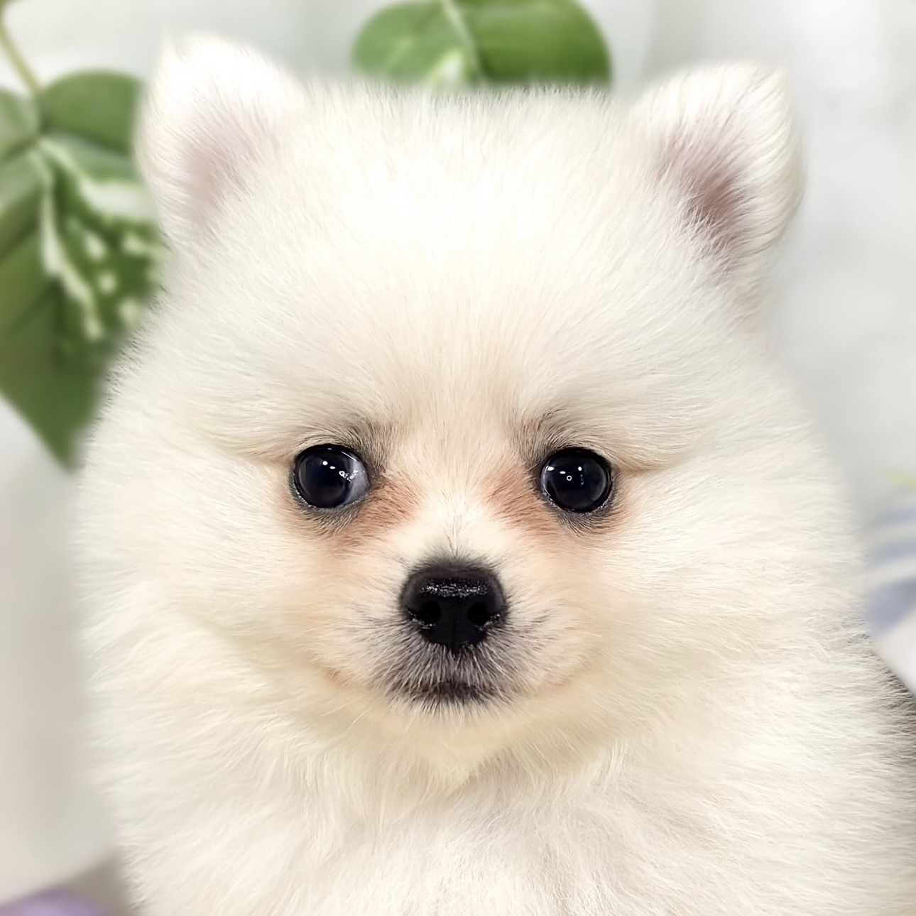 ハーフ犬男の子の写真