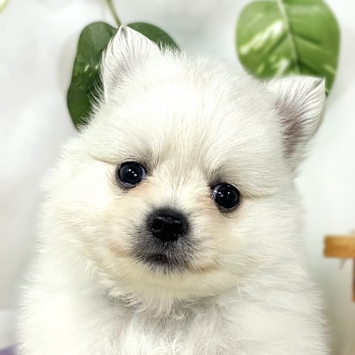 ハーフ犬男の子の写真