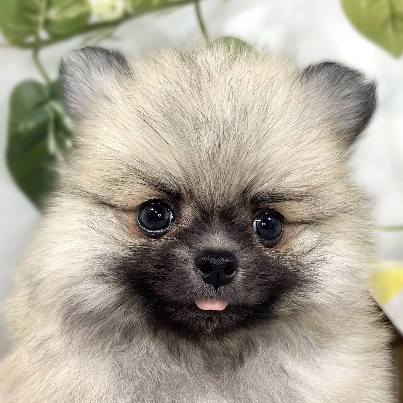 ハーフ犬男の子の写真
