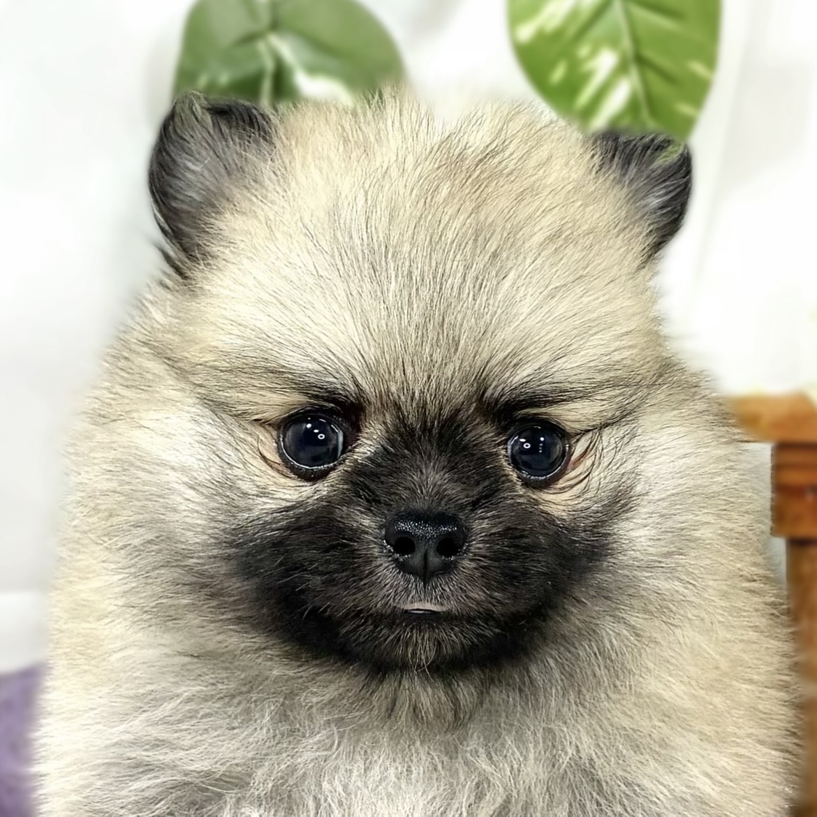 ハーフ犬男の子の写真