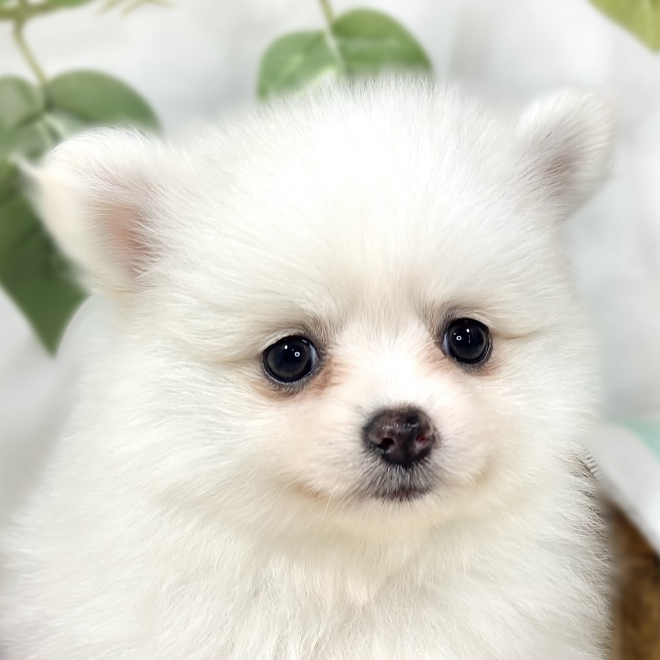 ハーフ犬女の子の写真