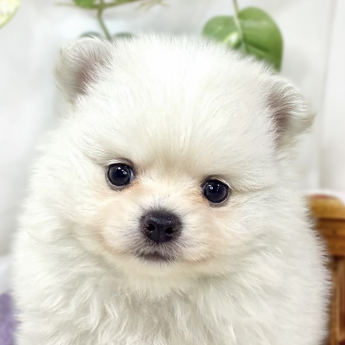 ハーフ犬女の子の写真