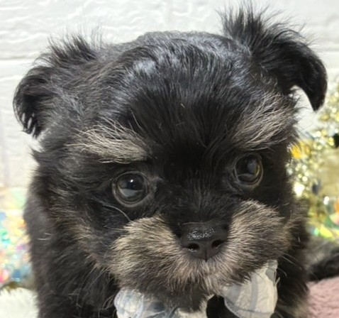 ハーフ犬女の子の写真