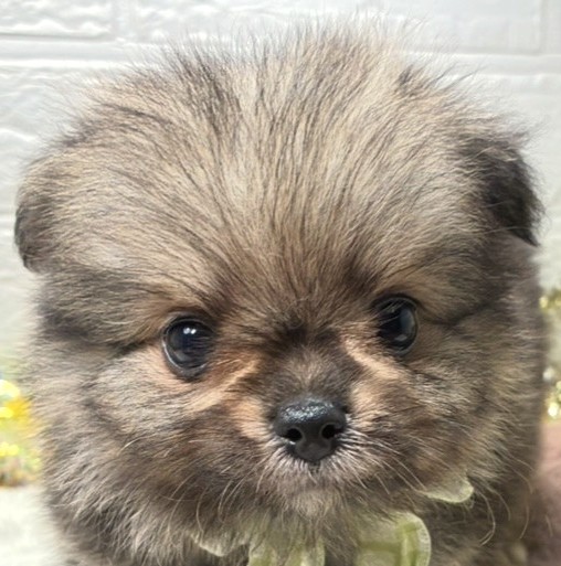 ハーフ犬男の子の写真