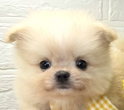 ハーフ犬男の子の写真