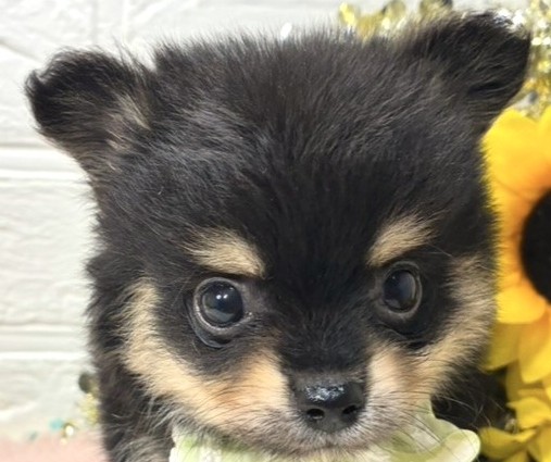 ハーフ犬男の子の写真