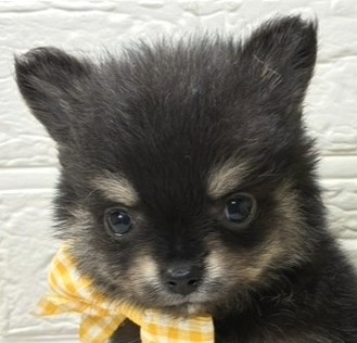 ハーフ犬女の子の写真