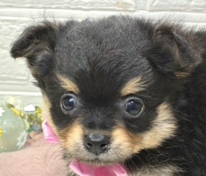 ハーフ犬女の子の写真
