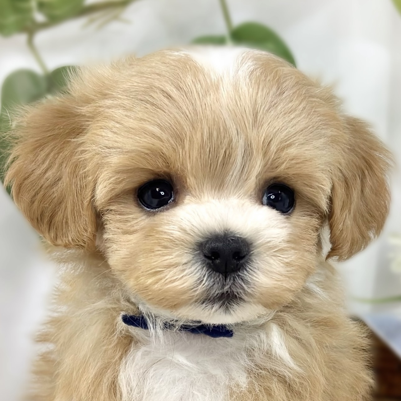 ハーフ犬男の子の写真
