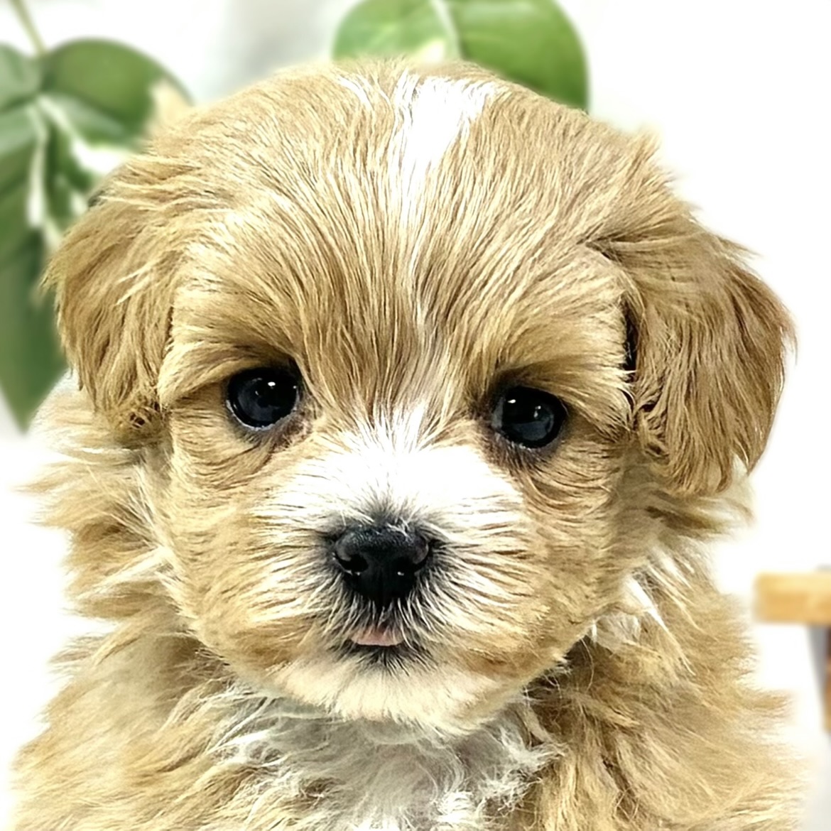 ハーフ犬男の子の写真