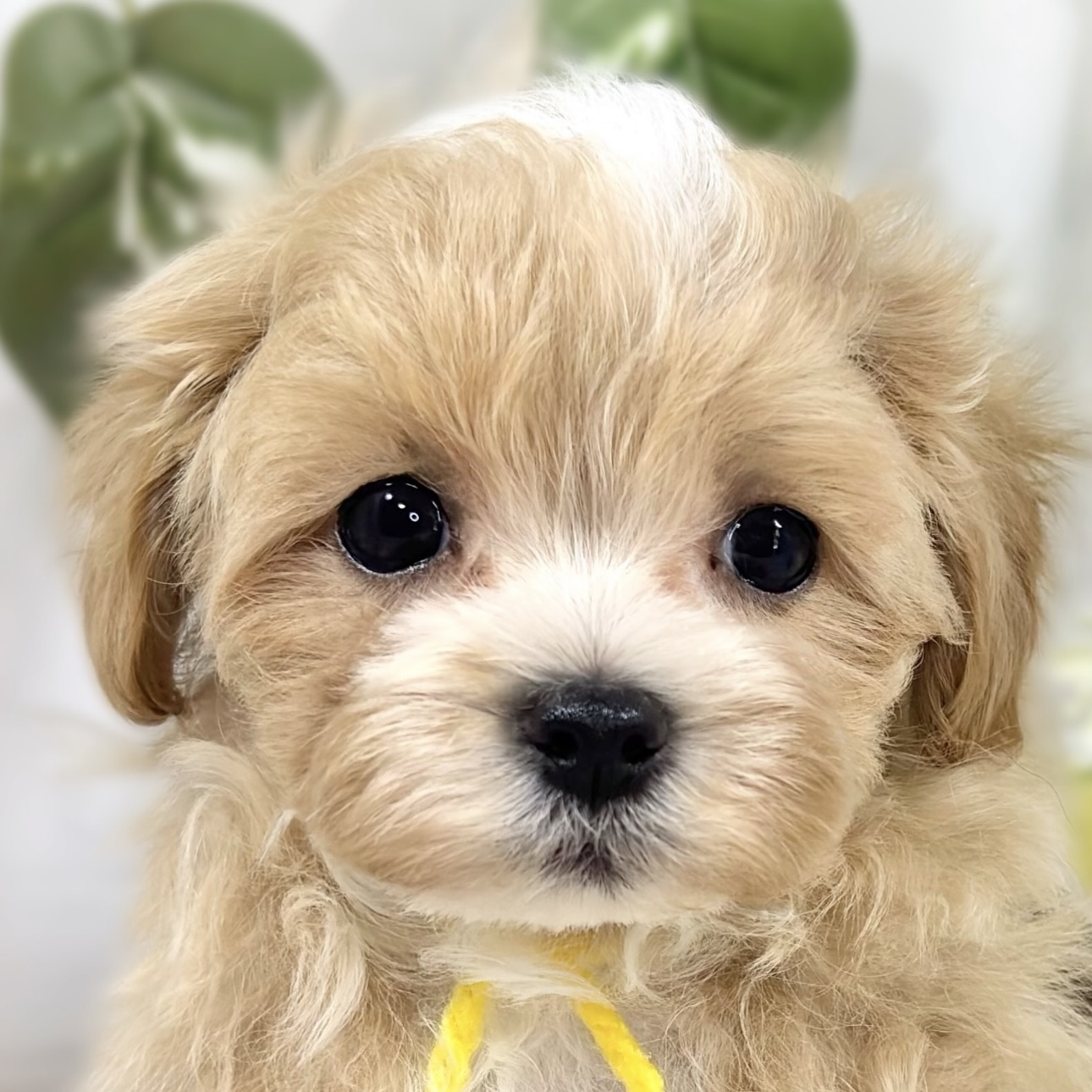ハーフ犬男の子の写真