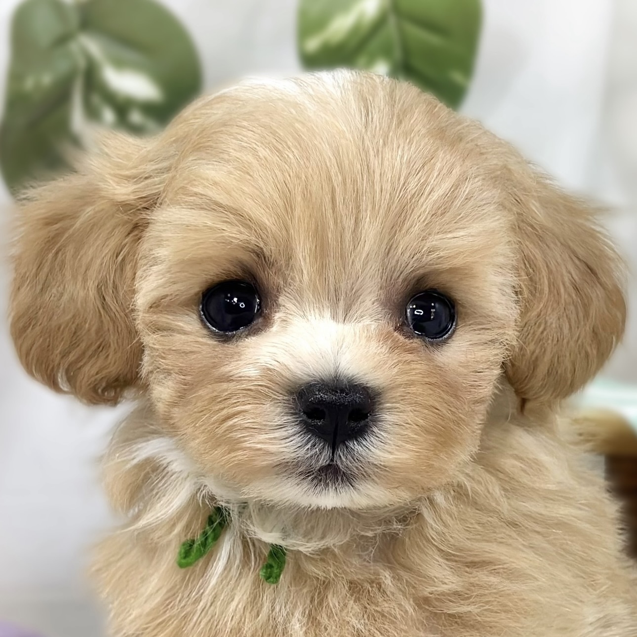 ハーフ犬女の子の写真