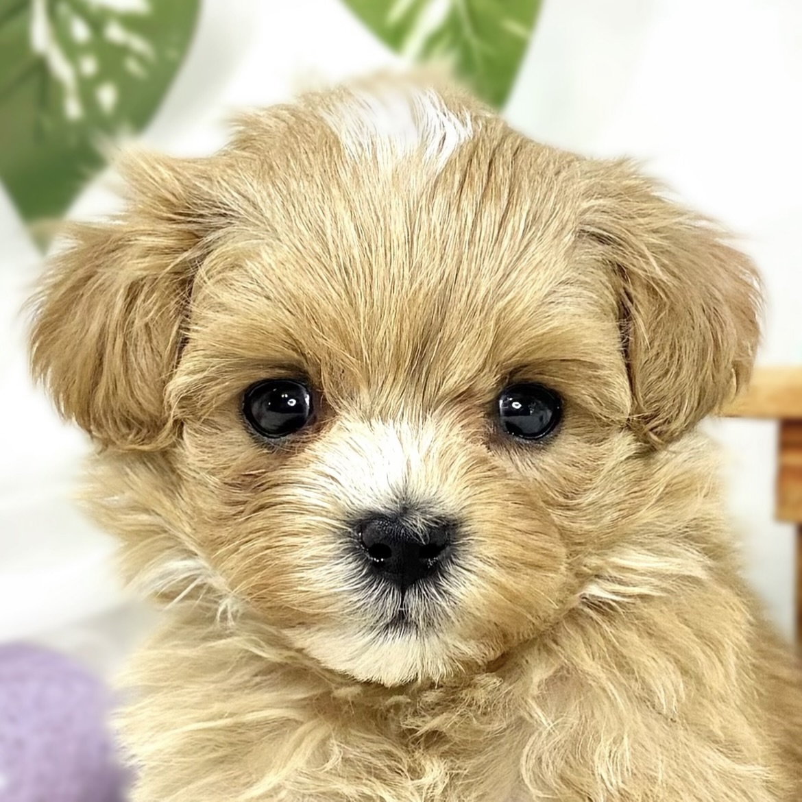 ハーフ犬女の子の写真