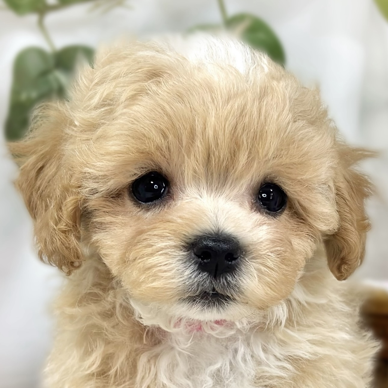 ハーフ犬女の子の写真