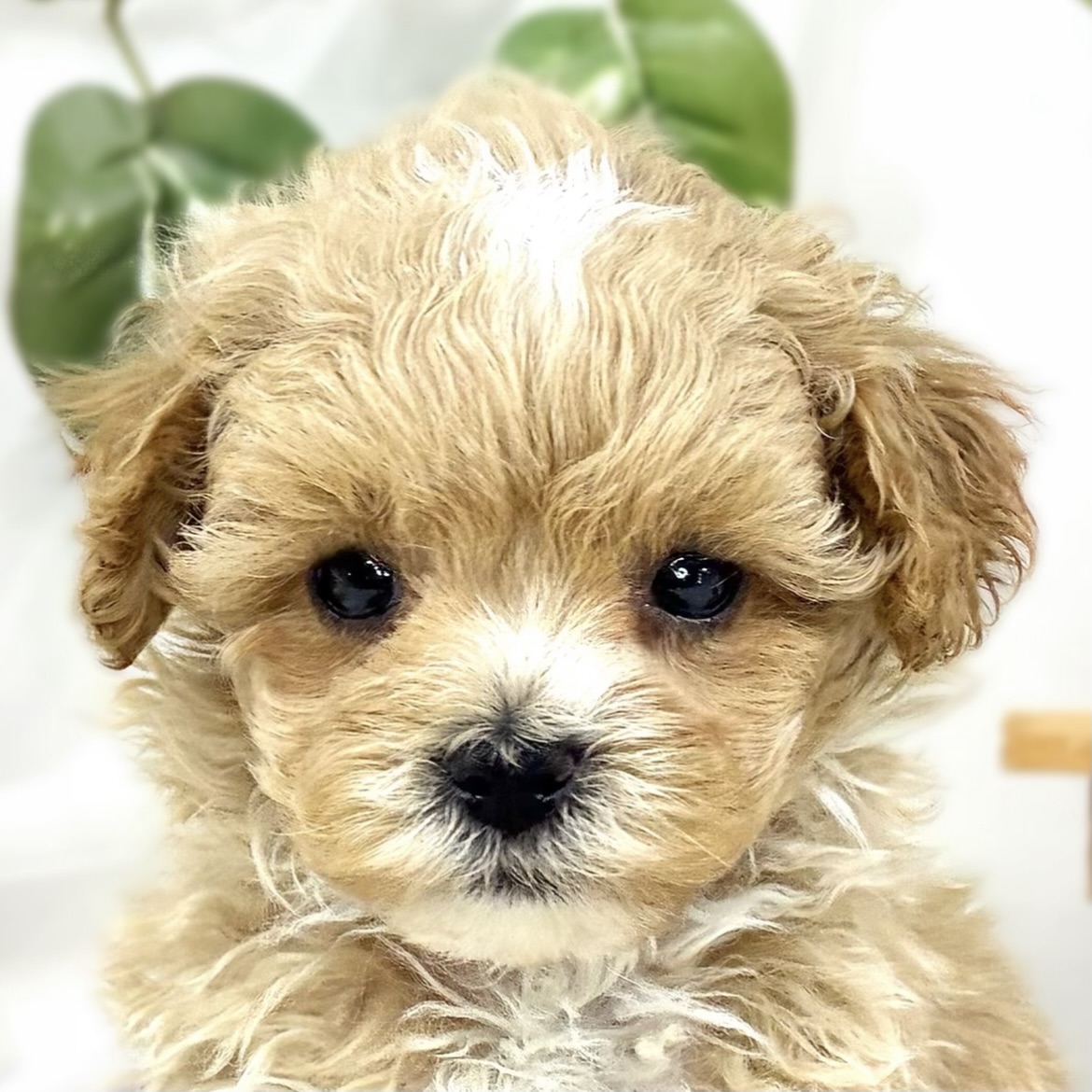 ハーフ犬女の子の写真