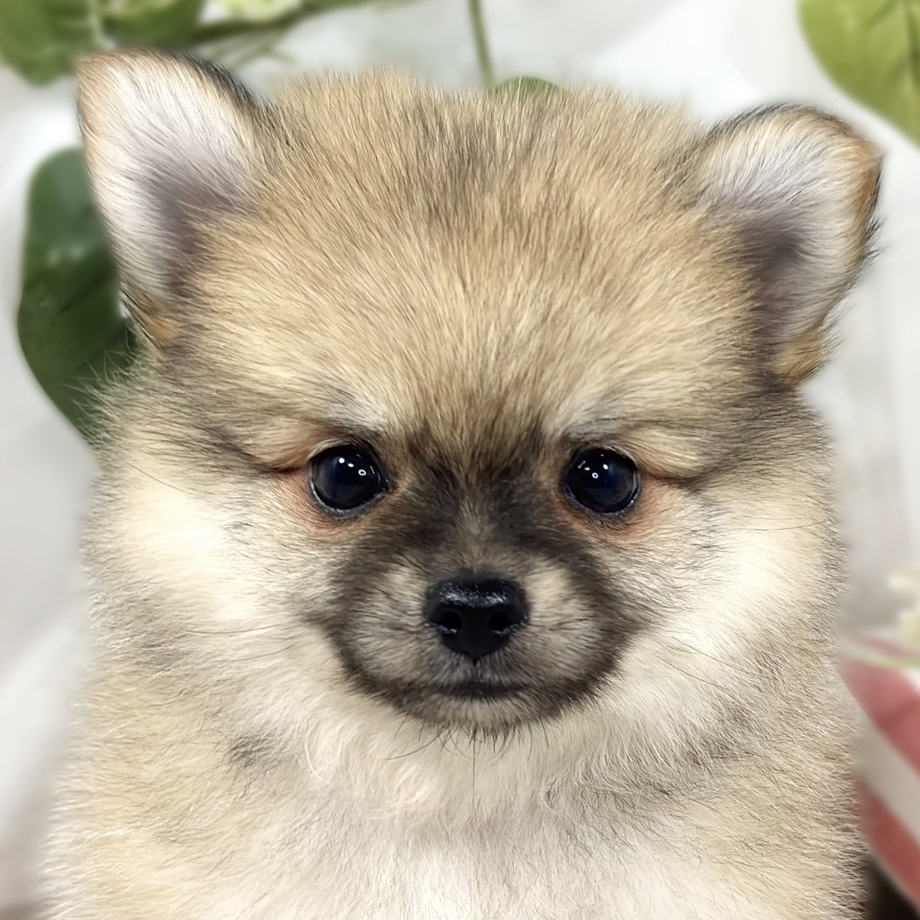ハーフ犬男の子の写真