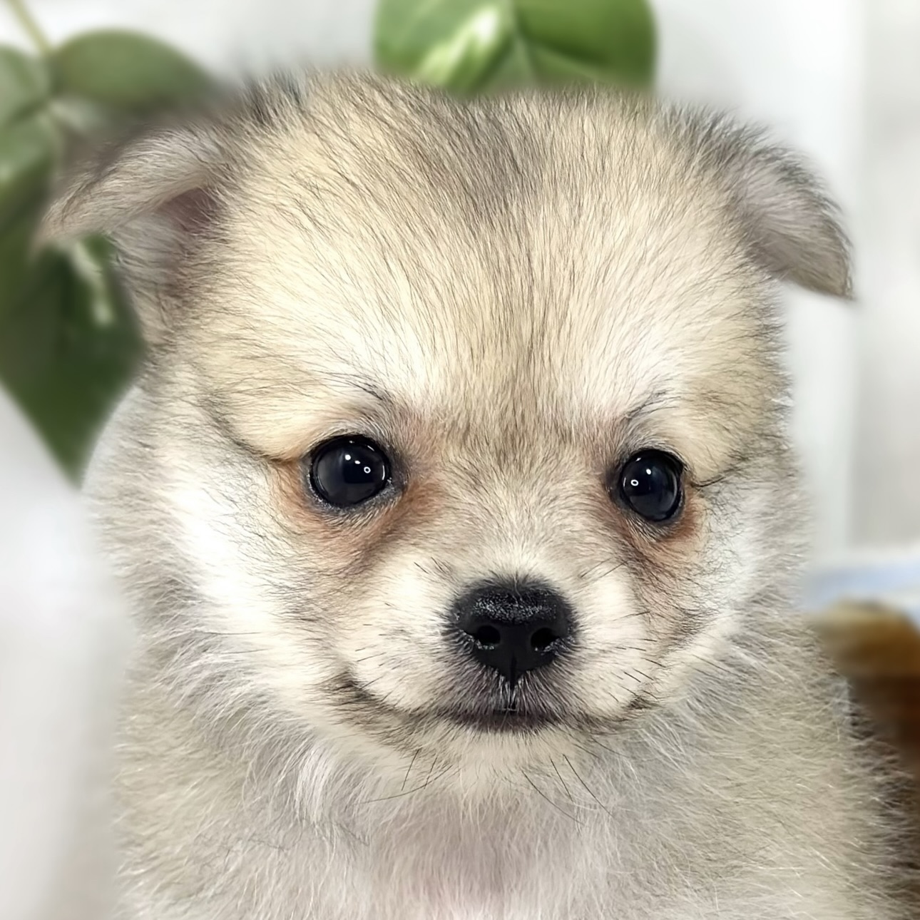ハーフ犬女の子の写真