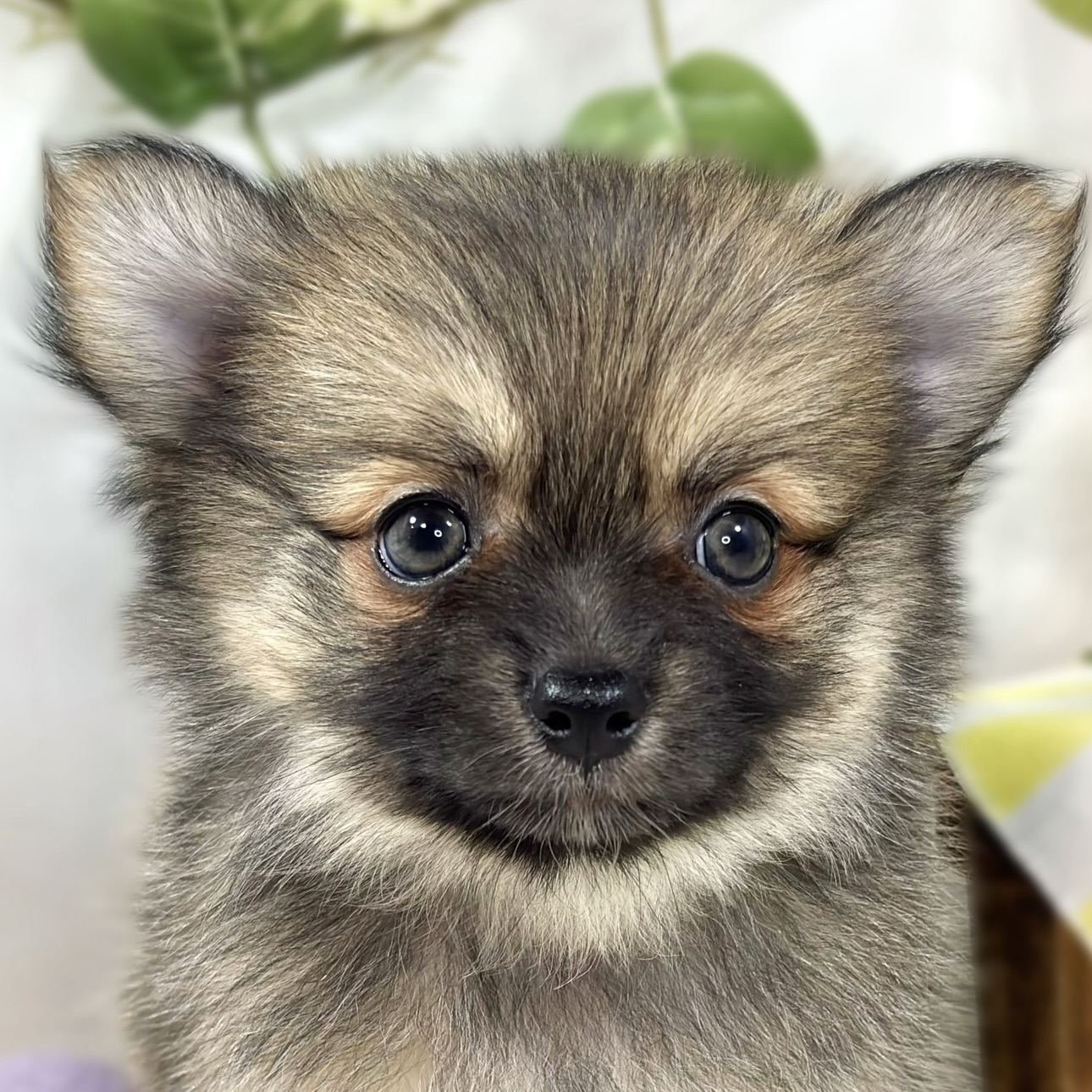 ハーフ犬女の子の写真