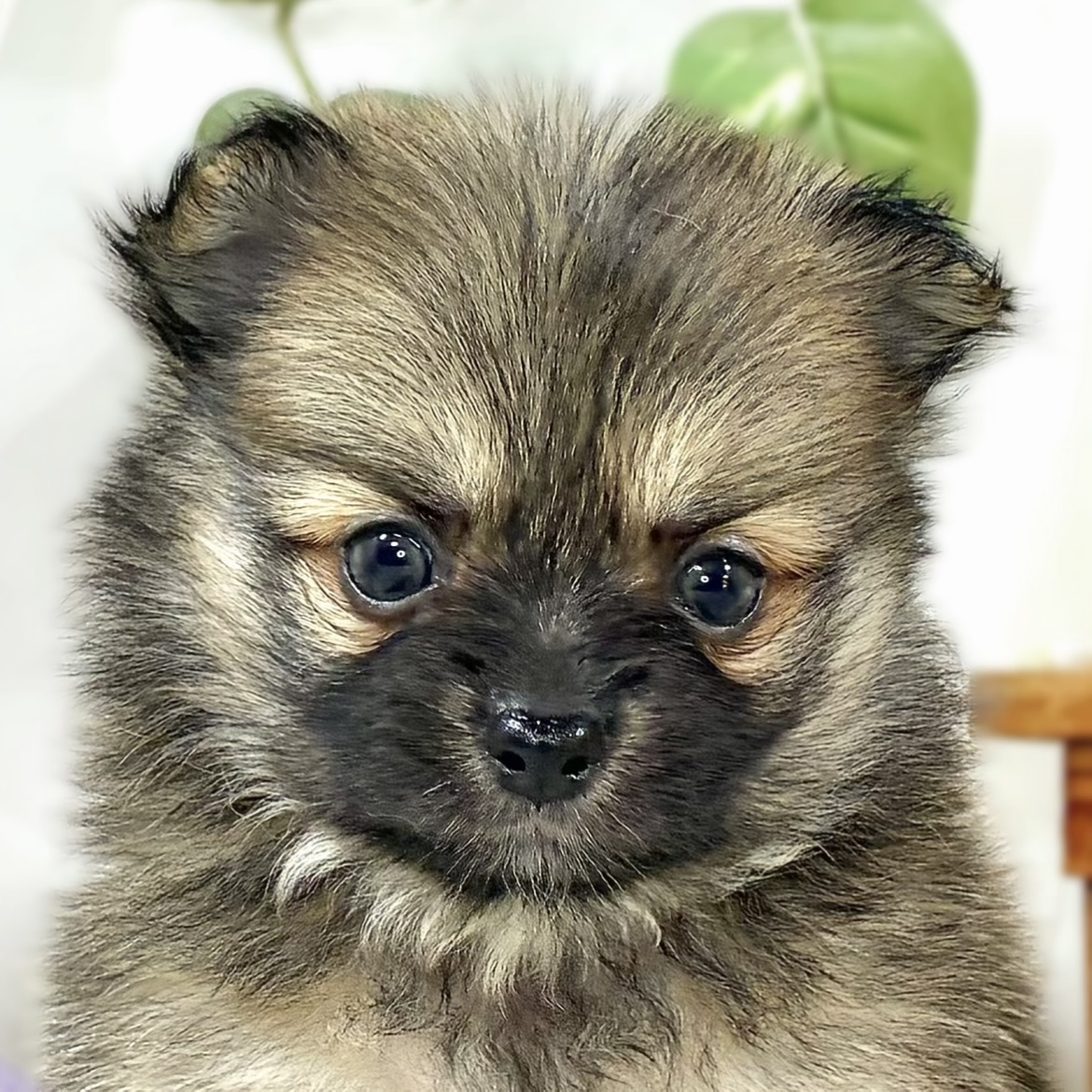 ハーフ犬女の子の写真