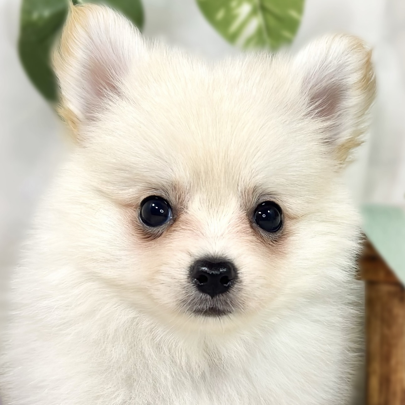 ハーフ犬女の子の写真