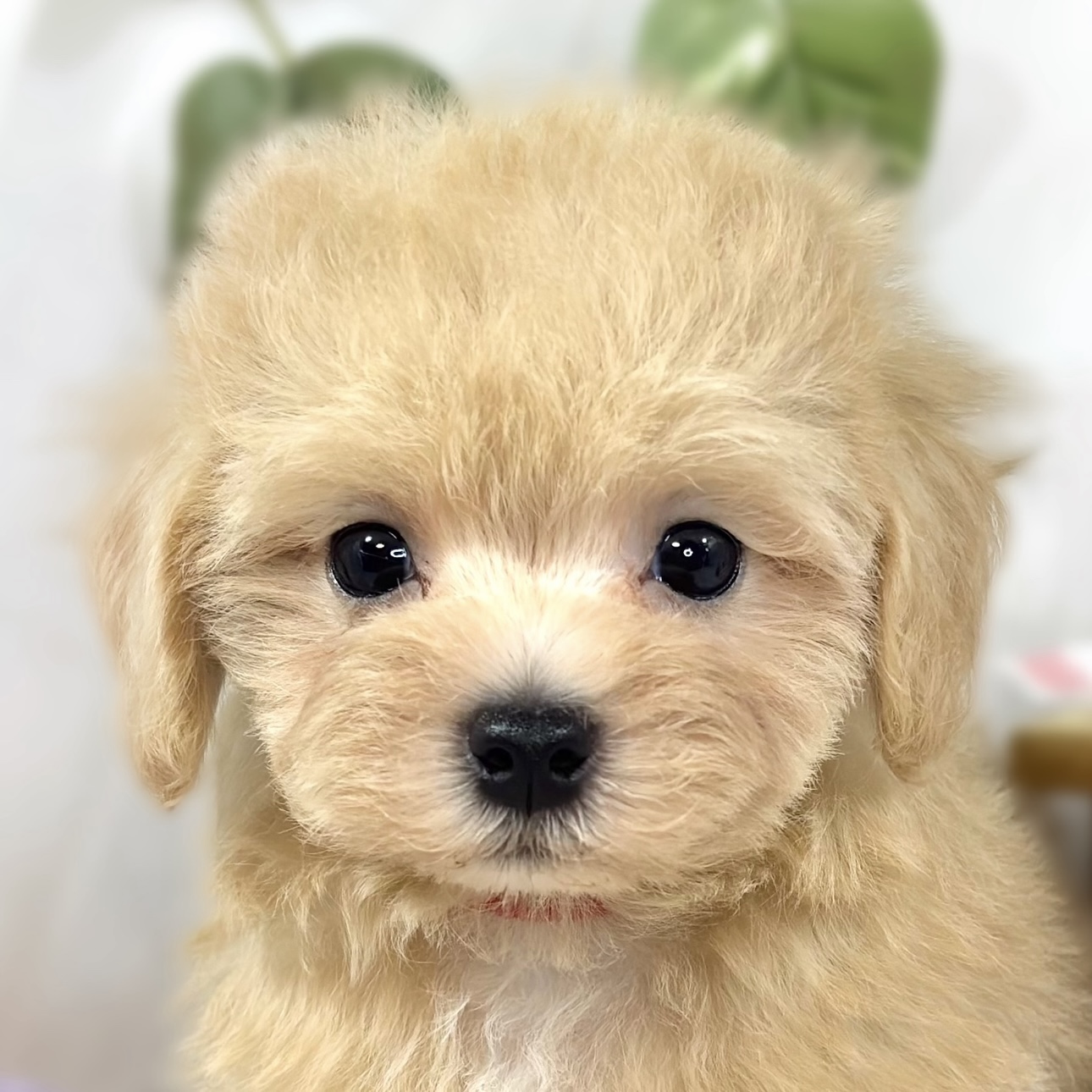 ハーフ犬女の子の写真