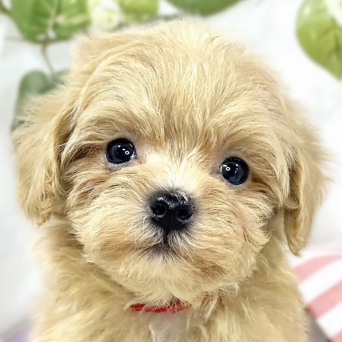 ハーフ犬女の子の写真