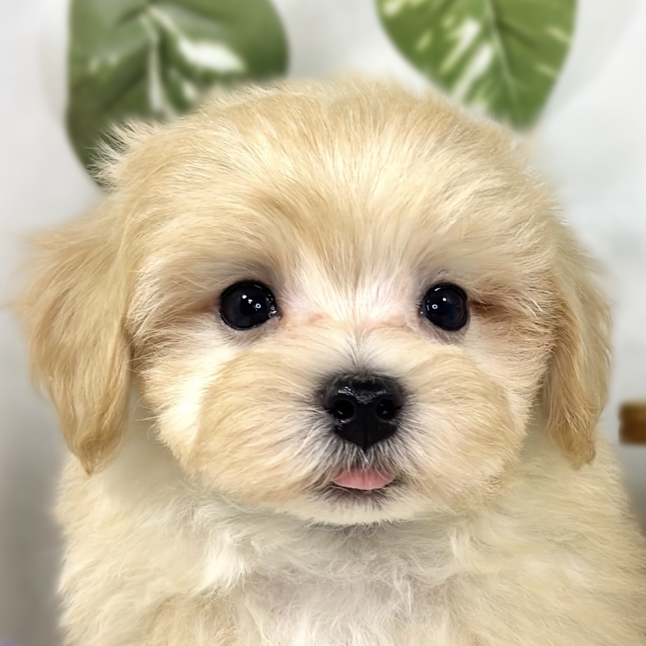 ハーフ犬男の子の写真