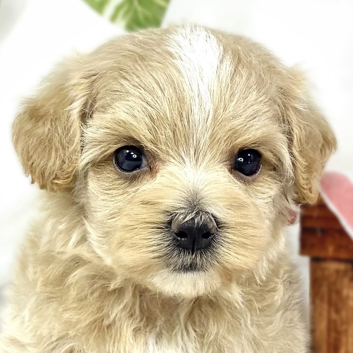 ハーフ犬女の子の写真