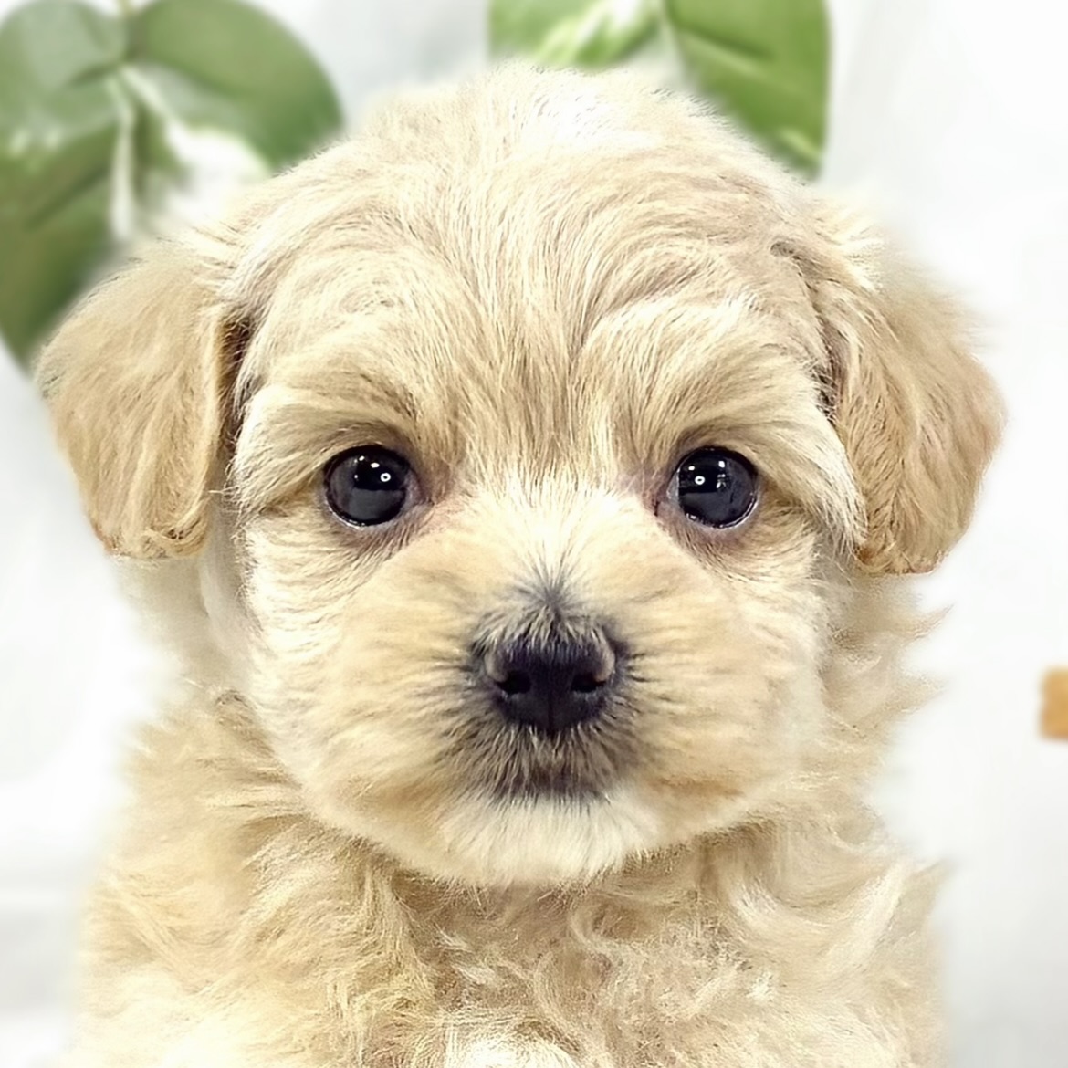 ハーフ犬女の子の写真