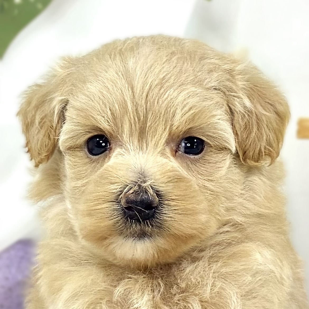 ハーフ犬女の子の写真