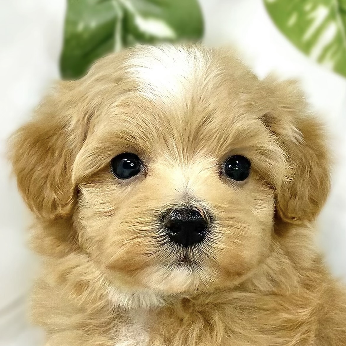 ハーフ犬男の子の写真