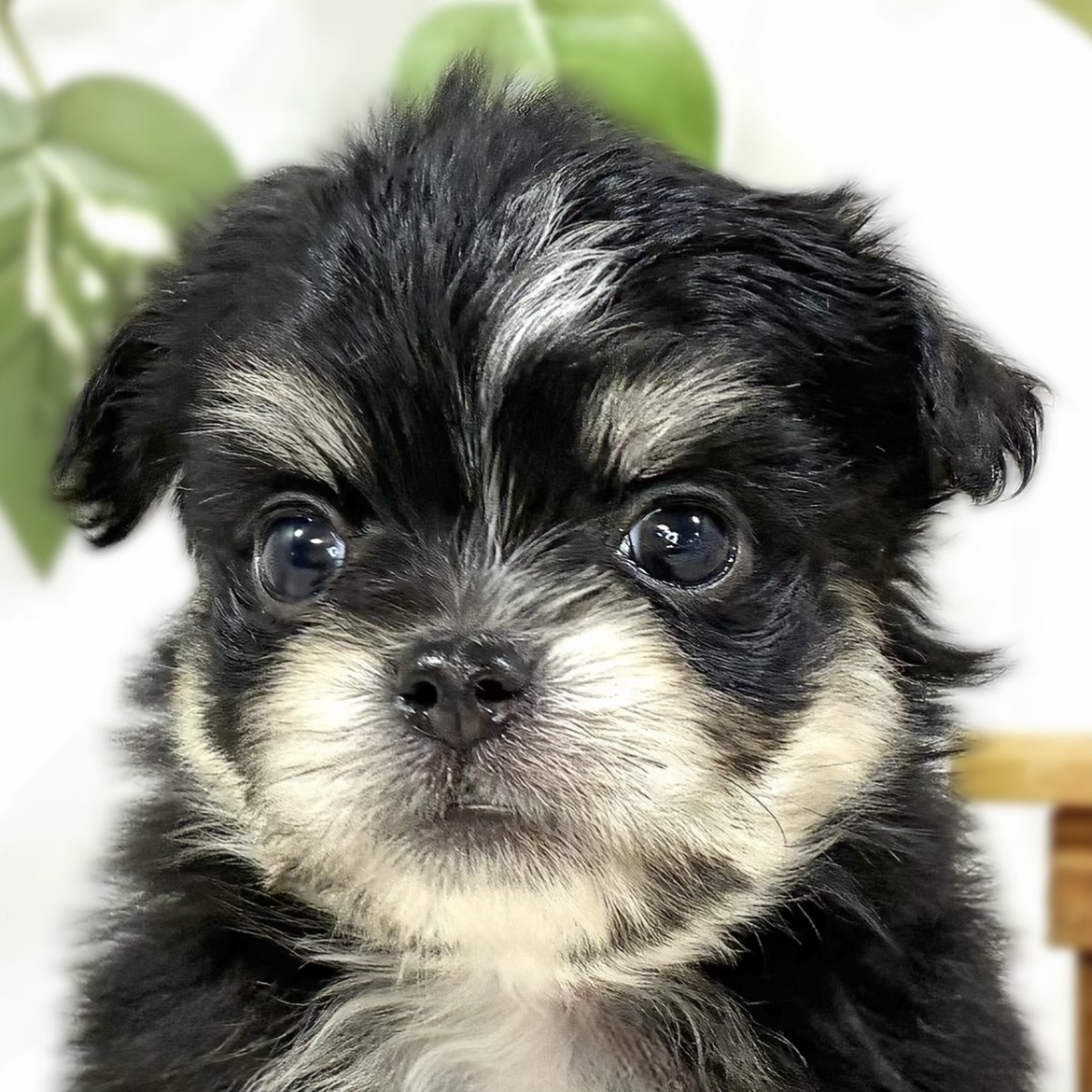 ハーフ犬男の子の写真