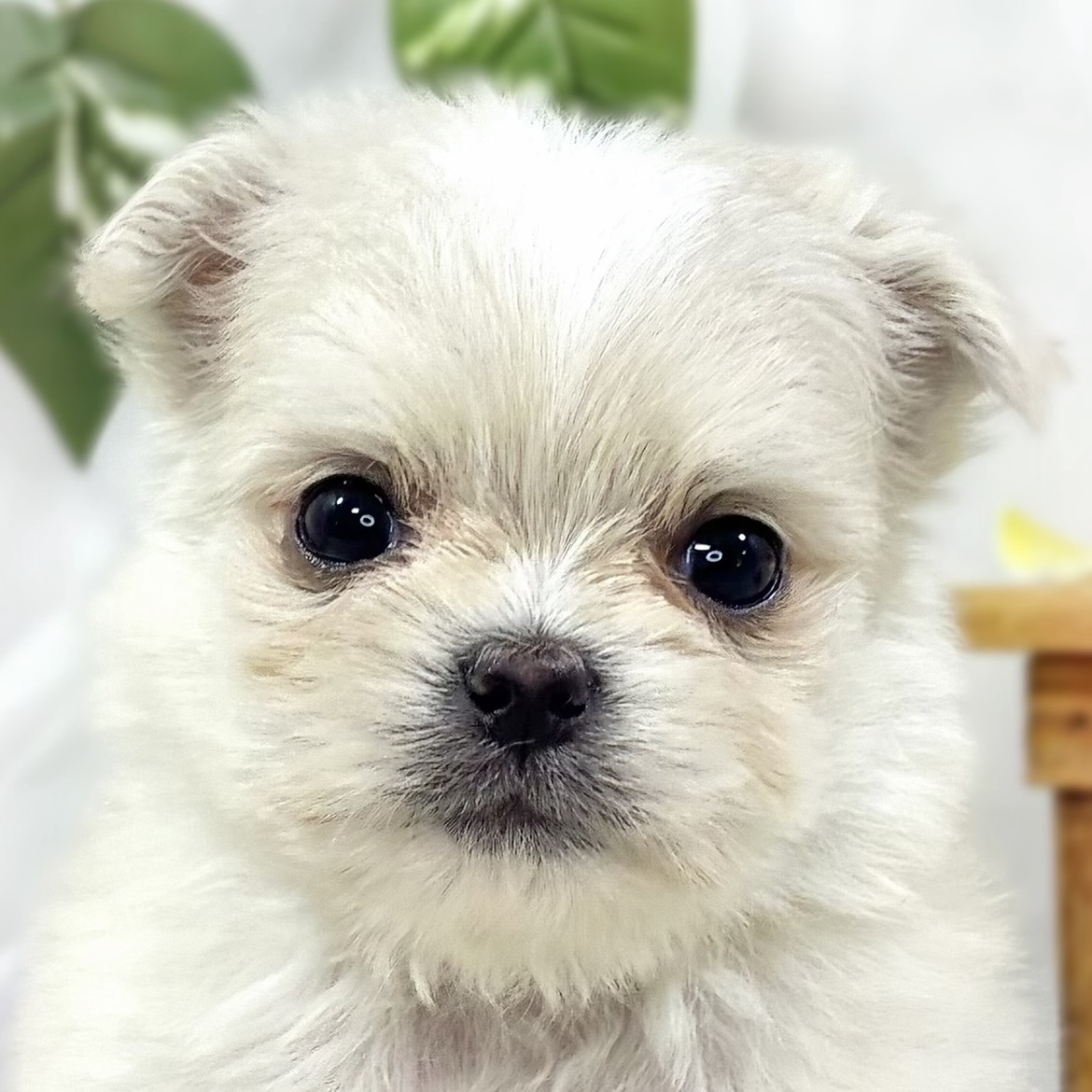 ハーフ犬女の子の写真