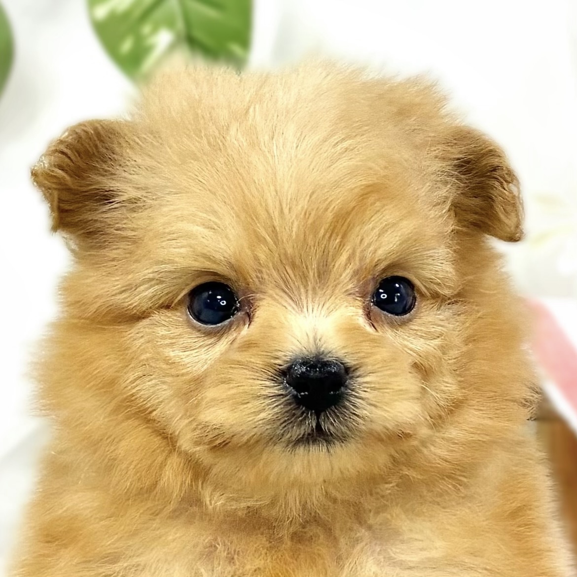 ハーフ犬男の子の写真