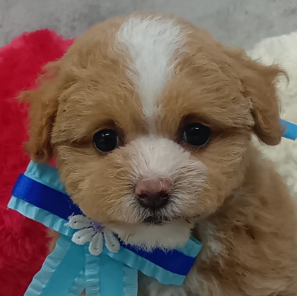 ハーフ犬女の子の写真
