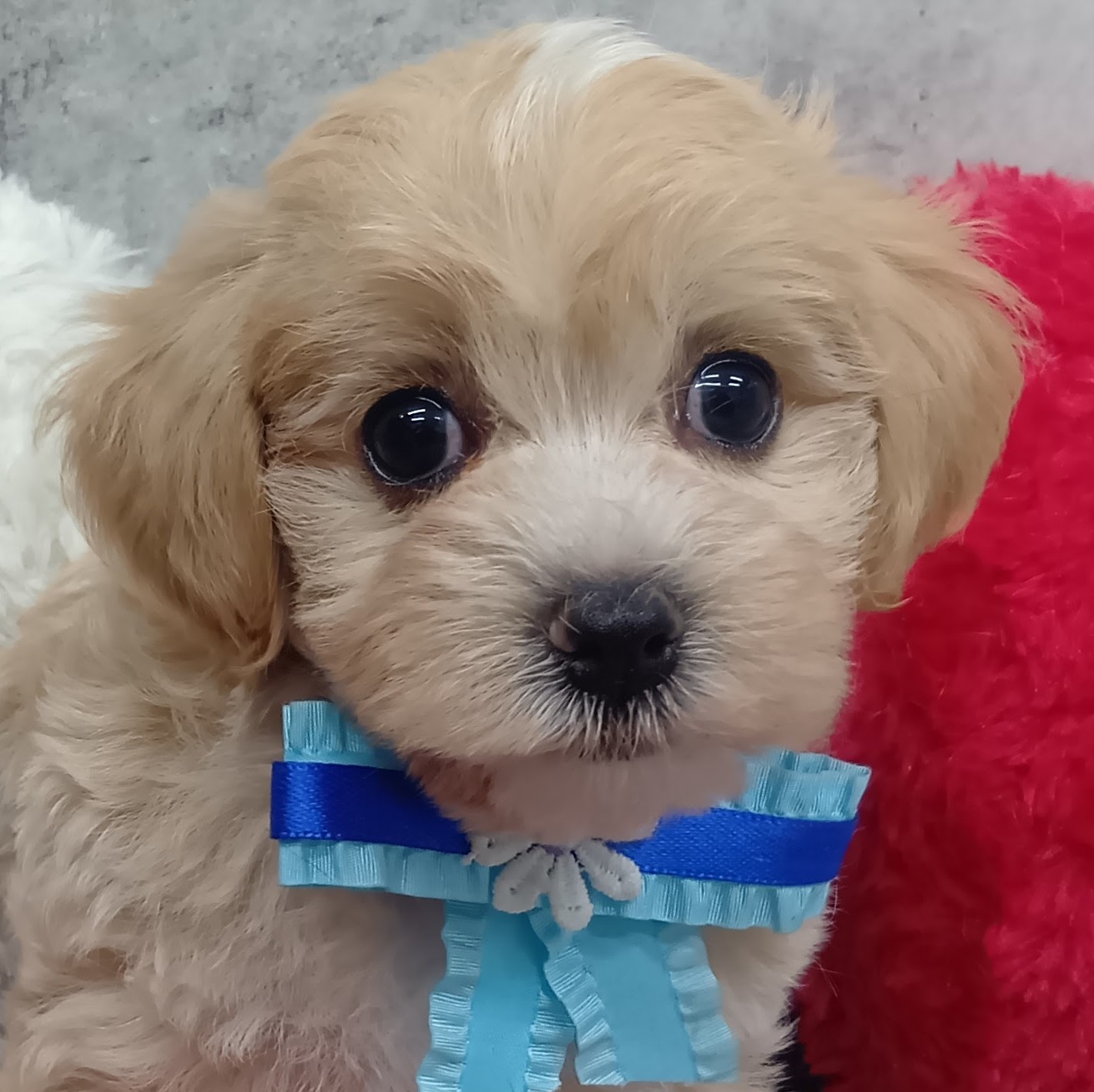 ハーフ犬女の子の写真