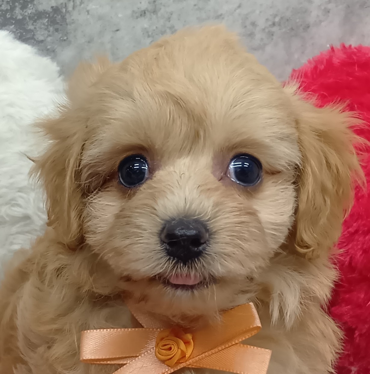 ハーフ犬女の子の写真