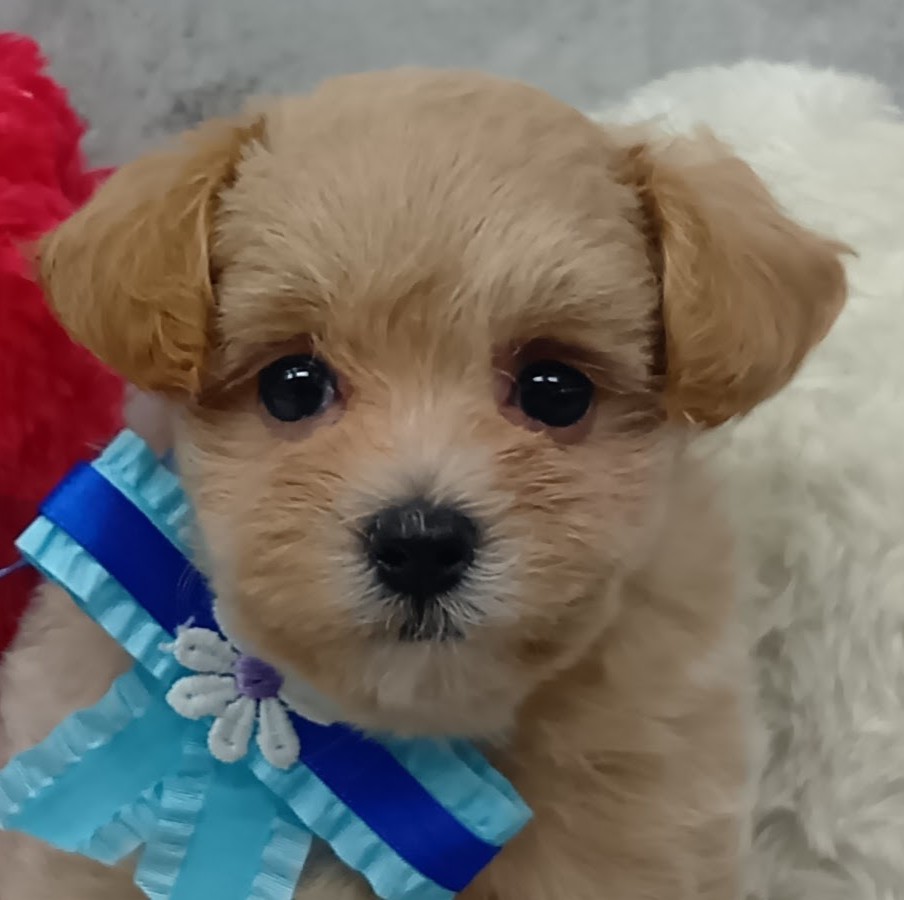 ハーフ犬女の子の写真