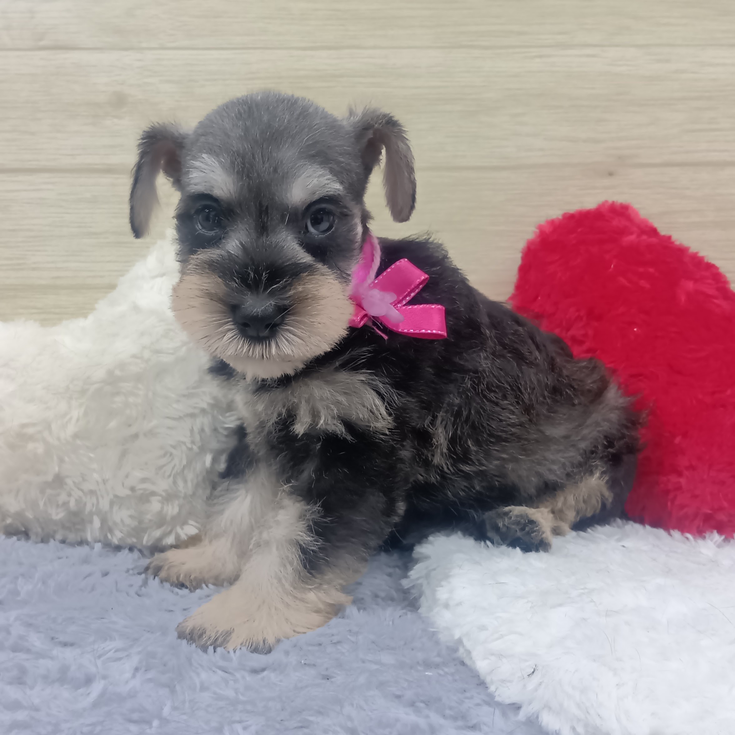 生体画像２