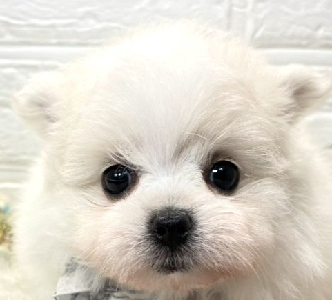 ハーフ犬男の子の写真
