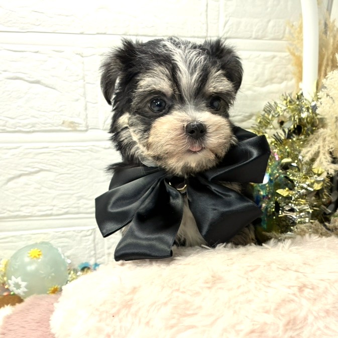 生体画像３