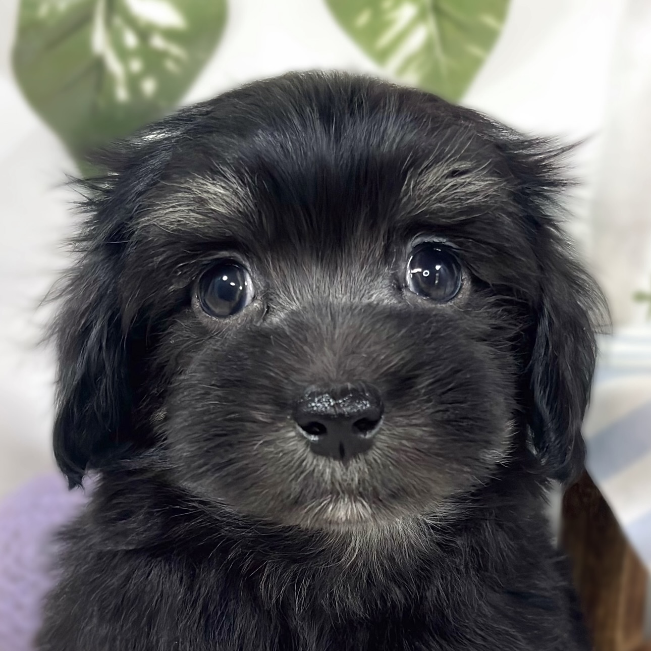 ハーフ犬女の子の写真