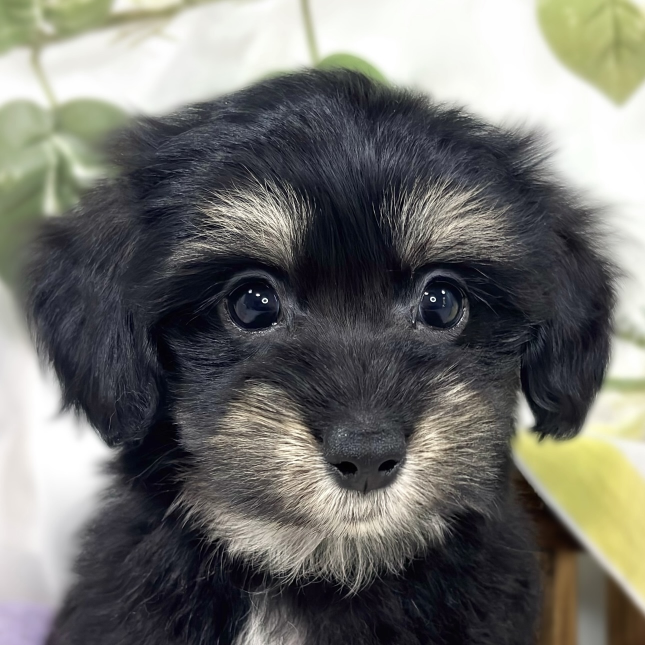 ハーフ犬男の子の写真