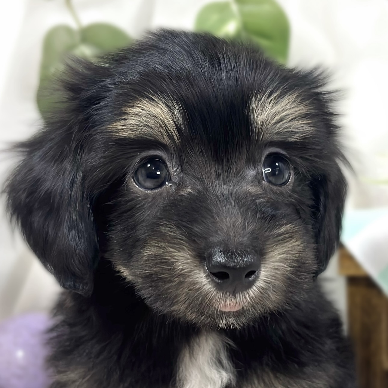 ハーフ犬男の子の写真
