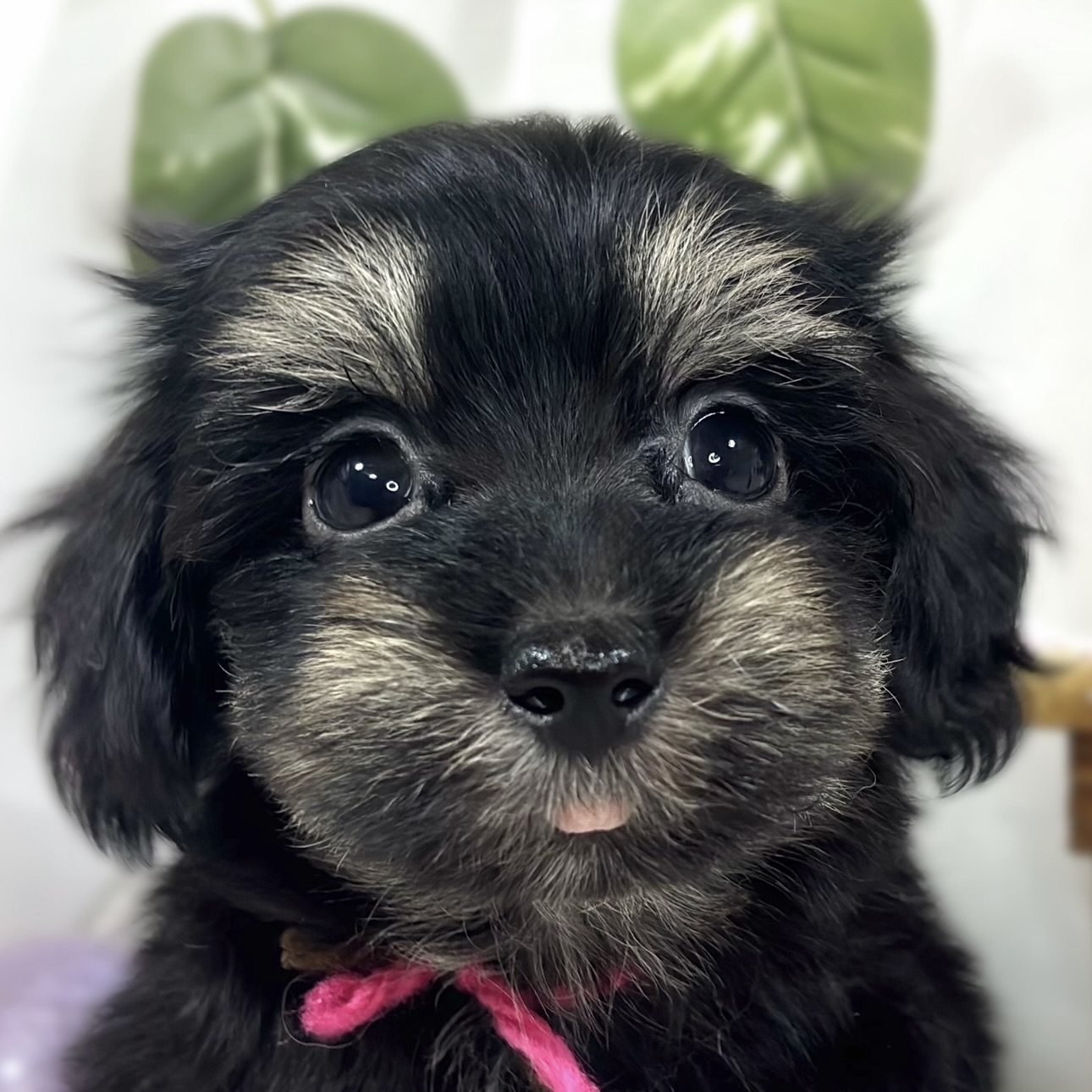 ハーフ犬女の子の写真