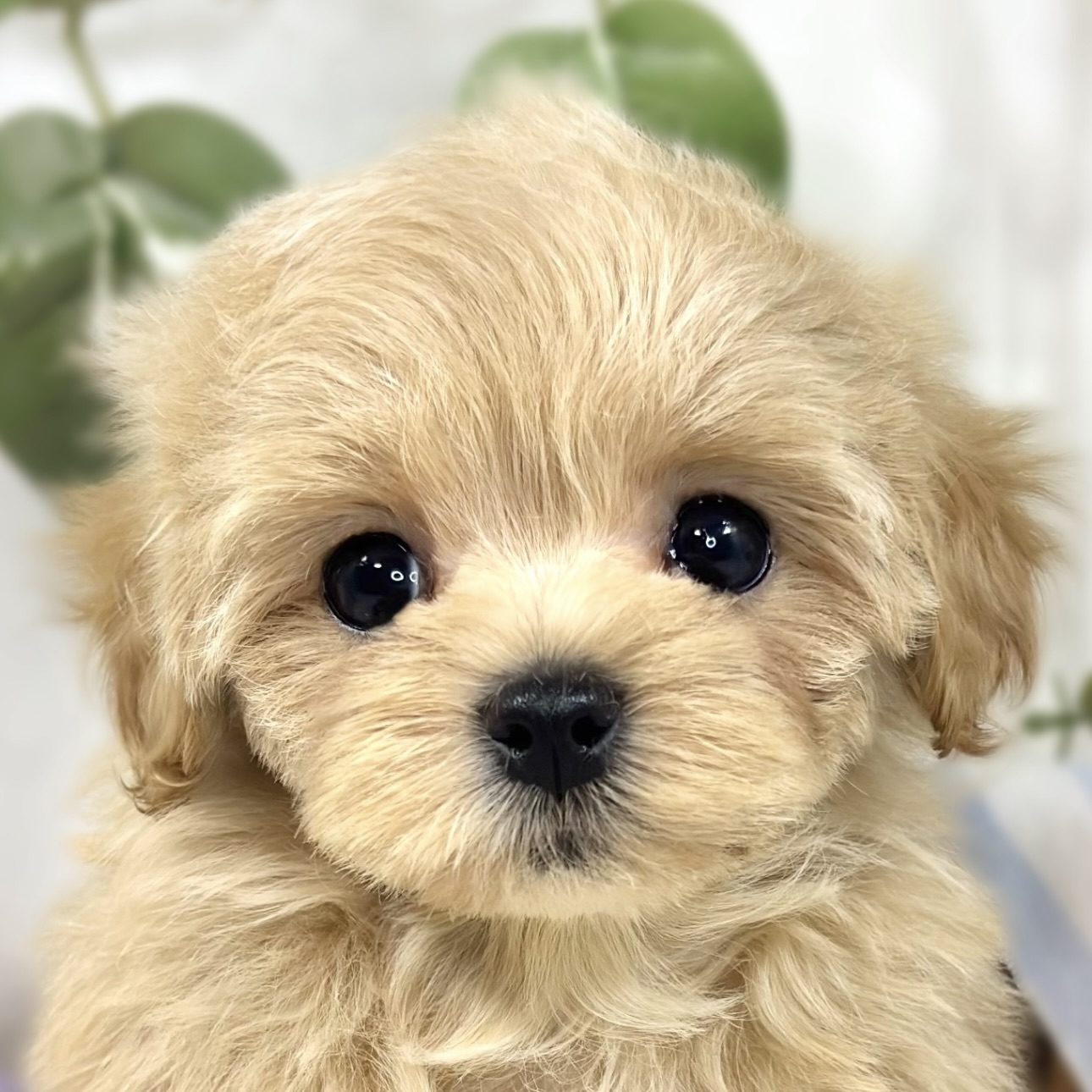 ハーフ犬女の子の写真